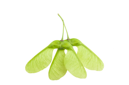 Zrębki wędzarnicze klon 1L (250g) HENDI 199732